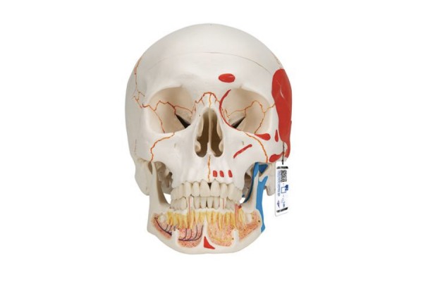 klasyczny model czaszki ludzkiej malowany, z otwartą dolną szczęką, 3 części - 3b smart anatomy - 1020167 [a22/1] 3b scientific modele anatomiczne 2